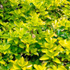 Duranta dombeyana duranta erecta duranta serratifolia duranta stenostachya duranta triacantha. Duranta Sky Flower Gold Mound Duranta Repens My Garden Life