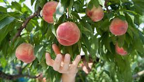 1.5 hours by car from nyc. Where To Pick Your Own Peaches Near Philly Be Well Philly