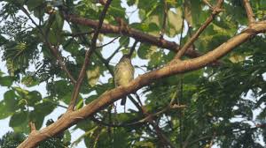 Image result for Lovoa swynnertonii