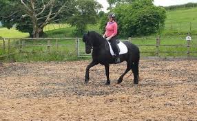 Founded in 1999, black horse is considered by many to be the finest balsa wood model airplane manufacturer in the world. 6 Beautiful Black Horses For Sale This Week Horse Hound