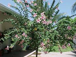 Pin By Rene Gina Mendoza On Gardening That I Love Hibiscus Tree Tropical Landscaping Hibiscus