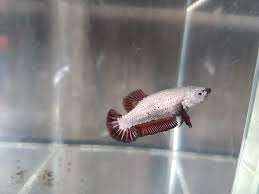 Today im going to talking about black dragon betta. Red Black Dragon Hmpk Betta Fish Siamese Fighting Fish By Bettaboy