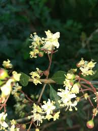 Suloshomegarden Henna Blossom