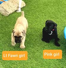 All our bullmastiff pups will have their own individual personalities and great temperament. Cane Corso Puppies For Sale Purebred Mastiff Puppies For Sale