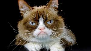 313,476 followers · news & media website. Weltkatzentag 2021 Lustige Katzenvideos Bilder Und Gifs Zum Internationalen Tag Der Katze