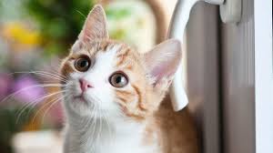 2,640 likes · 8 talking about this. Special Features How To Find An Online Veterinary Pharmacy