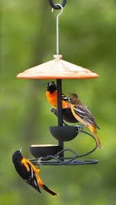 Slender body shape with sharp, pointed billbright orange underparts with black headblack and white wings with orange shoulders black tail tipped with orangecommon spring/summer resident in eastern and central u.s. Migration Of The Orioles Nature By The Yard
