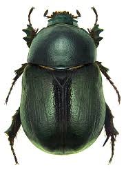 Image result for Pentodon