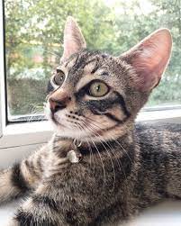 cumleler noktayla biter cileler yas mamayla tinkerbell tekir kedi kedibakimi kediyleyasam kedilihayat sokakkedisi yavrukedi engelli animals cats