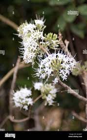 Image result for Pavetta sp. F