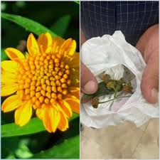 Image result for Pascalia glauca