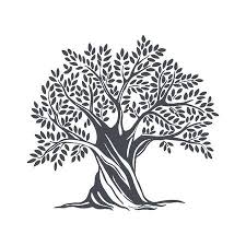 Hand Drawn Olive Tree Vector Sketch Illustration Olive Tree Painting Olive Tree Olive Tree Tattoos