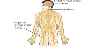 Homeostasis — cells — integumentary — nervous — senses — muscular — blood — cardiovascular — immune — urinary — respiratory — gastrointestinal — nutrition — endocrine — reproduction (male) — reproduction (female). The Nervous System Assignment Point