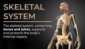 They also work in tandem to form organ systems, like the digestive system or the circulatory system. Human Body Organ Systems Hill Ponton P A
