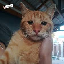 Eu Contando Minha Vida Pra Esse Gato Bomdia Followback Meme Memes Piada Piadas Animais Bebes Mais Fofos Filhotes De Gatos Gatos Bonitos