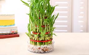 How to multiply bamboo and take care of it in the future so that it delights with its beauty for a long time? 7 Best Vastu Plants For Bedroom Floweraura