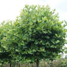 The site owner hides the web page description. Platan Javorolisty Alphens Globe Kminek 120cm Truhlikov Cz