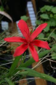 Image result for Freesia grandiflora