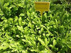 Image result for Selaginella shabaensis