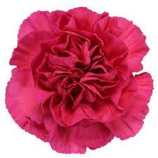 Commonly found in bouquets, the carnation originated in the mediterranean and was cultivated by ancient cultures. Dark Pink Carnation Flowers Carnation Flower Pink Carnations Carnations