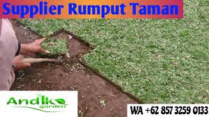 Sehingga kamu perlu menghitung kembali berapa polubag yang akan dibutuhkan. Harga Rumput Gajah Mini Per Karung Wa 0857 3259 0133 Andika Garden Petani Rumput Gajah Mini Tlp 0857 3259 0133 Andika Garden