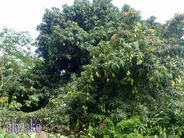 صور من بلادي اليمن المحويت شجرة المانجو Plants