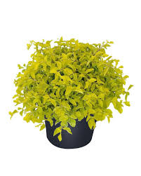 How to propagate duranta plumieri for edging. Duranta Erecta Gold Mound Golden Dewdrop Duranta Repens Plantvine