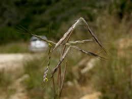 Image result for Hyparrhenia anamesa