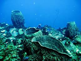 Scotts head beach & soufriere bay Barrel Sponges Champagne Reef Dominica Inka Cresswell Flickr
