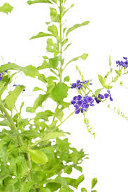 Image result for Duranta erecta