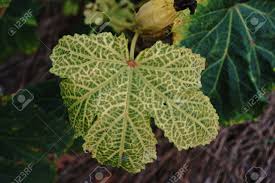 Image result for Pseudopeziza tracheiphila