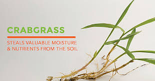 For best results, use the herbicide when the soil is damp but the crabgrass itself is dry. How To Get Rid Of Crabgrass The Easy Way