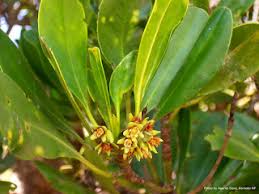 Image result for Ceriops