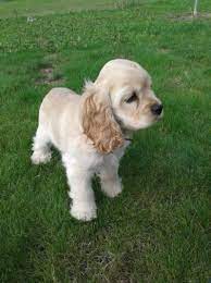 Gallery Of American Cocker Spaniel Spaniel Puppies Cocker Spaniel Puppies Cute Dogs