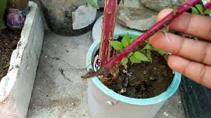 111 How To Grow Cockscomb Celosia From Cutting Very Easy Without Any Rooting Hormone Youtube