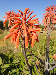 Image result for Aloe cameronii × greatheadii