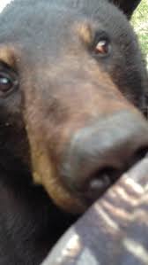 Pardon Me Would You Have Any Grey Poupon Cue Pooping Your Pants Jokes Or Hi I Was Just Admiring Your Camo I Don Black Bear Bear Close Encounters