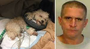 Keys man sentenced to 3 years in prison for severely beating girlfriend's  poodle