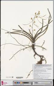 Image result for Summerhayesia