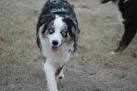 Blue and Merle Mini Australian Shepherd Puppies for Sale