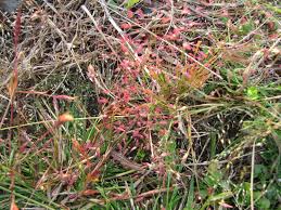 Image result for Eragrostis unioloides