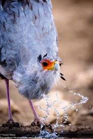 Sekreter Kusu Beautiful Birds Animals Cute Animals