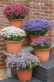 Image result for Nemesia