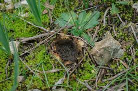 Image result for Scleroderma geaster