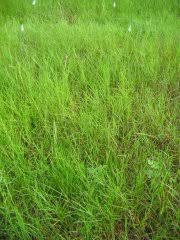 Image result for Hemarthria