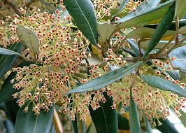 Image result for Heritiera