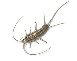Check out our crawling insect selection for the very best in unique or custom, handmade pieces from our shops. Silverfish Identification Prevention Get Rid Of Silverfish Orkin