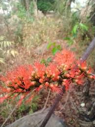 Image result for Combretum paniculatum