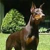 Find miniature pinscher dogs and puppies from florida breeders. 1