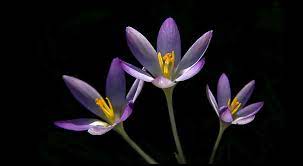 Saffron Is A Spice Derived From The Flower Of The Saffron Crocus Crocus Sativus Parts Used In Medicine Stigmas And Sty Saffron Crocus Crocus Flowers